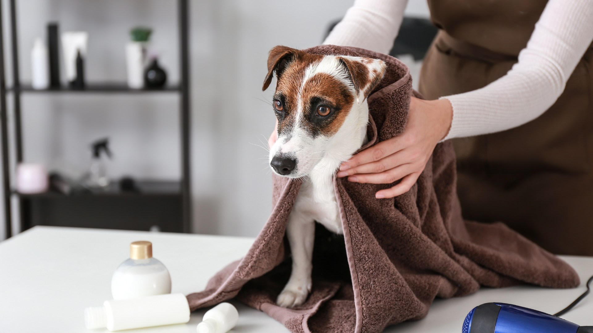 best-of-grooming-orlando