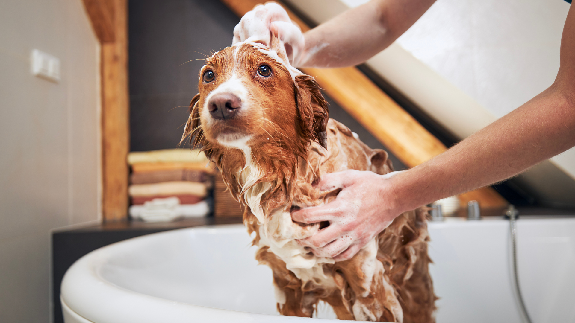 grooming orlando cat