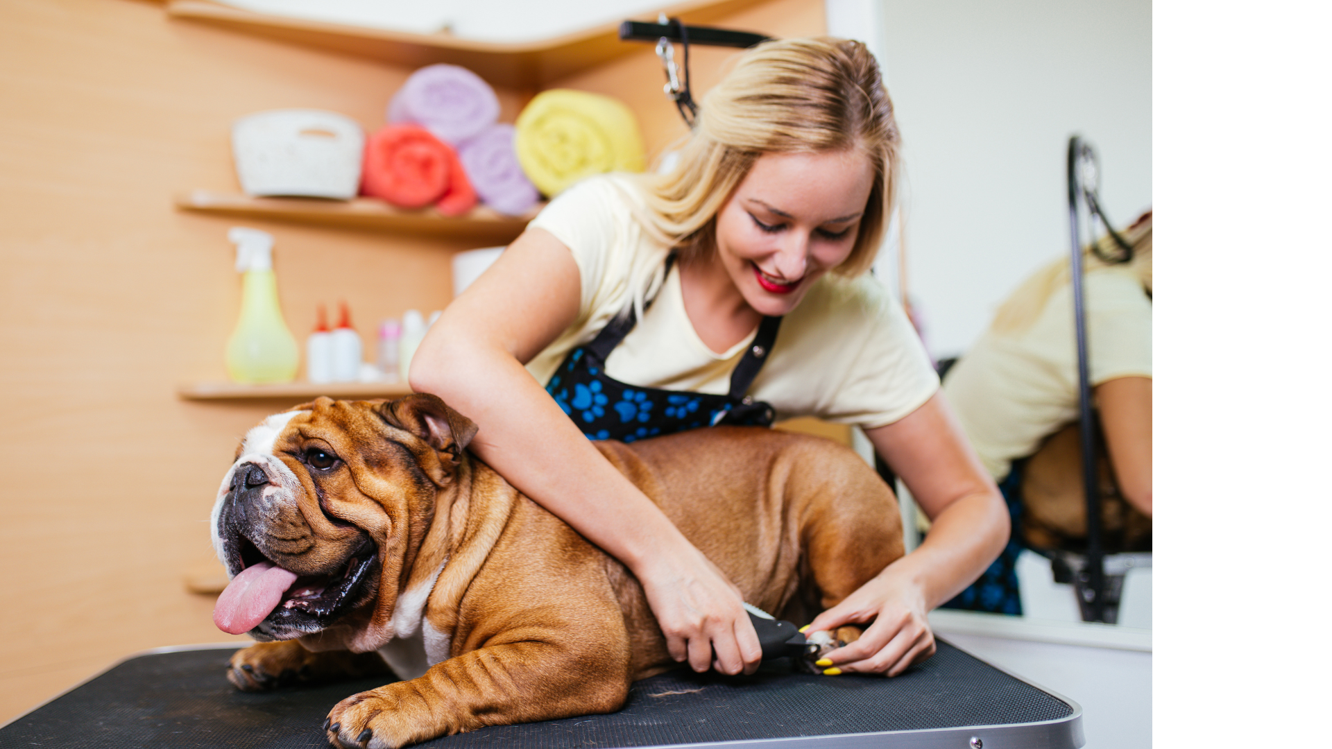 grooming-orlando-care-top Pet Grooming Service in Orlando