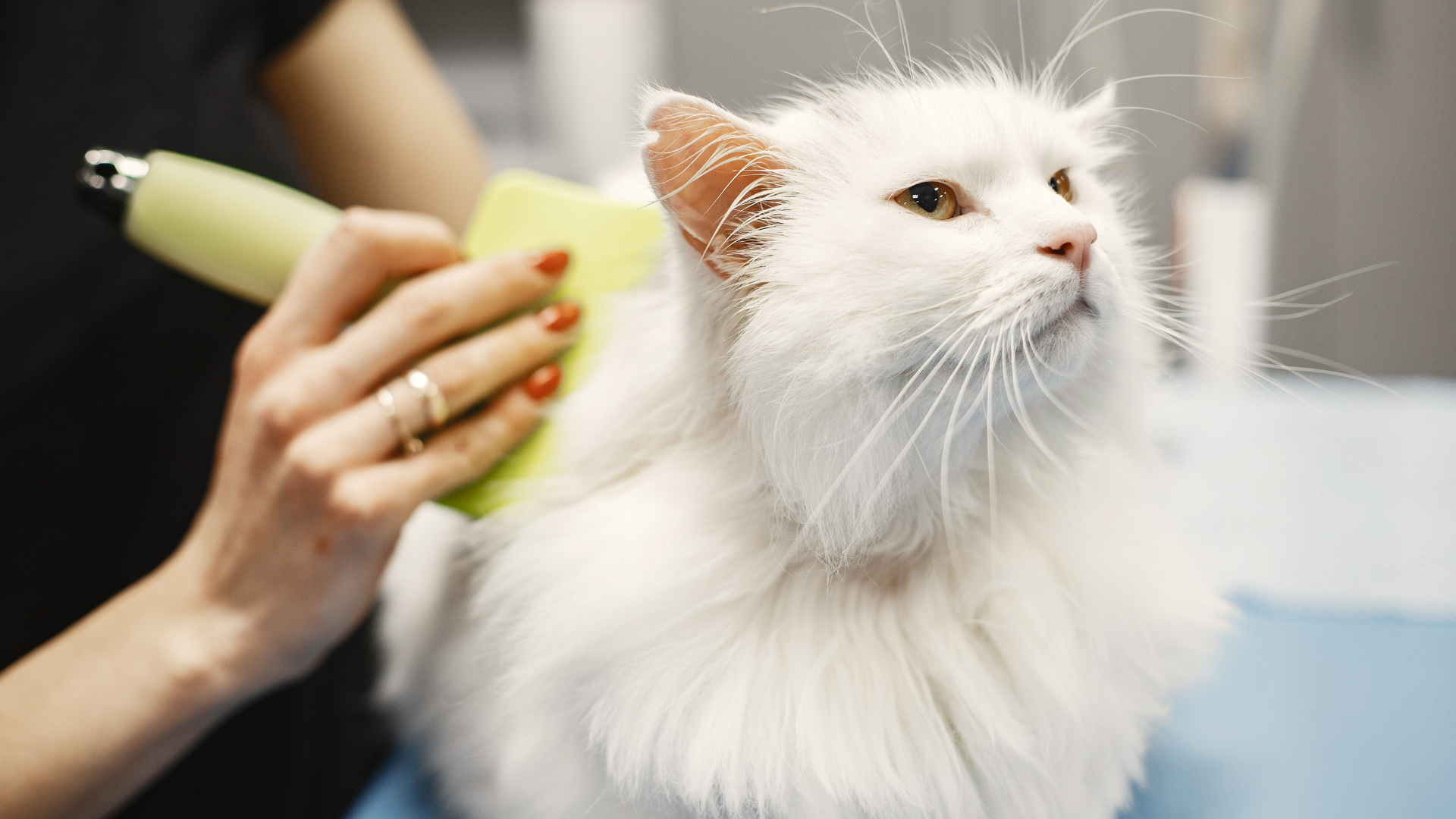 grooming orlando cat