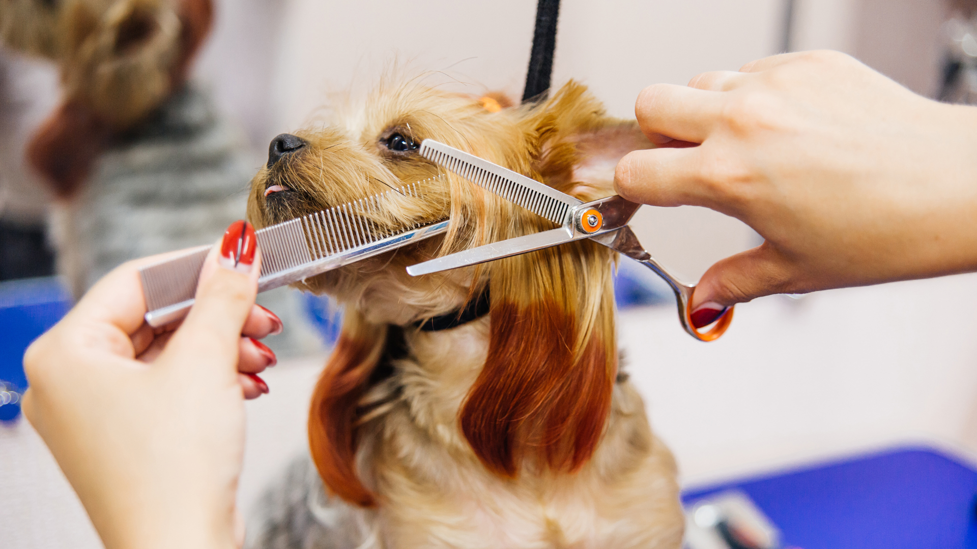 top-one-grooming-orlando Pet Grooming Service in Orlando
